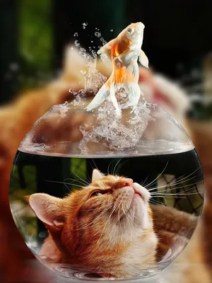 Кот ест рыбу - картинки и фото koshka.top