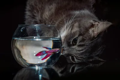 Кошка и рыбка | Пикабу