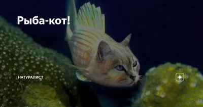 Рыба-кот! | Натуралист | Дзен