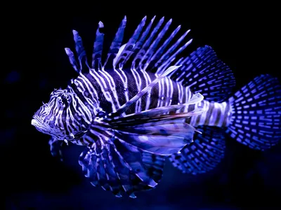 Лев Рыба Рыбы Водный Синяя - Бесплатное фото на Pixabay - Pixabay