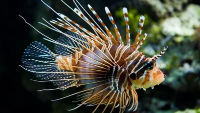 File:Rotfeuerfisch.Pterois volitans.Рыба-зебра, рыба-лев DSCF0143WI.jpg -  Wikimedia Commons