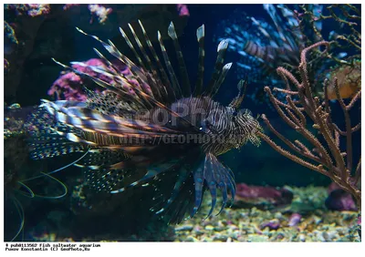 рыба лев опасная рыба подводное фото крылатка Фото Фон И картинка для  бесплатной загрузки - Pngtree