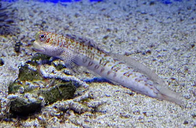 Аквариумные рыбки морские собачки – уход и содержание, описание,  размножение, фото