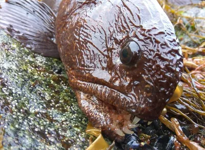 Собачка морская щучья (Neoclinus blanchardi) - Биология и содержание морских  рыб - МОРСКОЙ АКВАРИУМ - форум Аква Лого