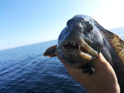 Зубатка - монстр северных морей | Пикабу