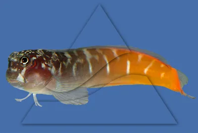 Аквариумные рыбки морские собачки – уход и содержание, описание,  размножение, фото