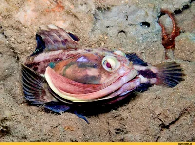 Рыба-людоед: на дне Охотского моря прячется чудовищное существо - KP.RU
