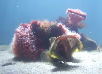Какие рыбы водятся в Черном море у берегов Анапы?