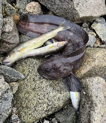 Японская мохнатоголовая собачка: Эту рыбу можно подкормить, а она даст себя  гладить. Почему этого чудика зовут «собачкой»? | Пикабу