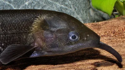 Рыба-слон (Gnathonemus petersii) | содержание, разведение
