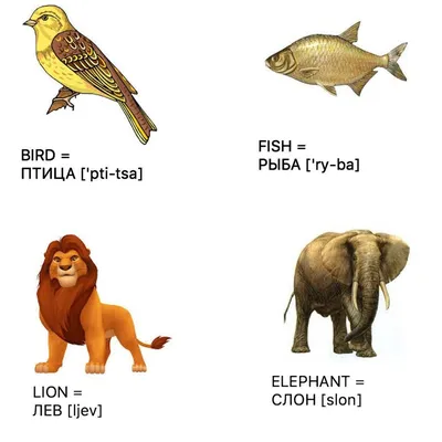 animals #животные Bird / птица, fish / рыба, lion / лев, elephant / слон  #learnrussianwords #learnrussian #learnrussianonline #englishrussian