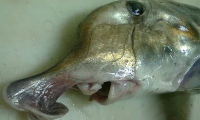 Морской петух (морской слон) — Рыба — импорт из Аргентины