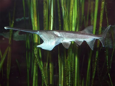 Рыба с длинным носом - 72 фото