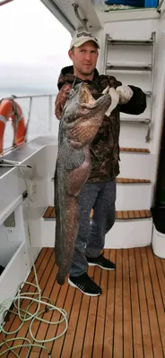 Дети заплакали»: сахалинцы выловили в море огромную рыбу-собаку - KP.RU