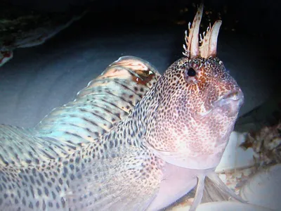 Сихотэ-Алинский государственный природный заповедник - Осторожно, Фугу: у  берегов поселка на севере Приморья поймали тропическую рыбу
