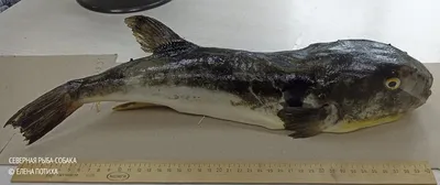 Хабаровчан предупреждают о заходе ядовитой рыбы фугу в бухты Приморья