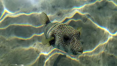Уж я бы тебе показала\": рыба в аквариуме и пес устроили бои без правил.  Видео - 09.08.2020, Sputnik Армения