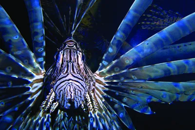 Рыбы Тигровая Рыба Тигр - Бесплатное фото на Pixabay - Pixabay