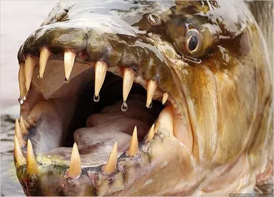 ТОП-10 самых ОПАСНЫХ рыб в МИРЕ! | Десятый ТОП | Дзен