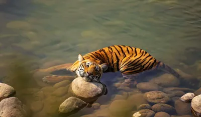 Тигр плывёт под водой,ловит рыбу…» — создано в Шедевруме
