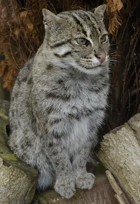 Дикие кошки: Азиатский рыбный кот (Felis viverrina)