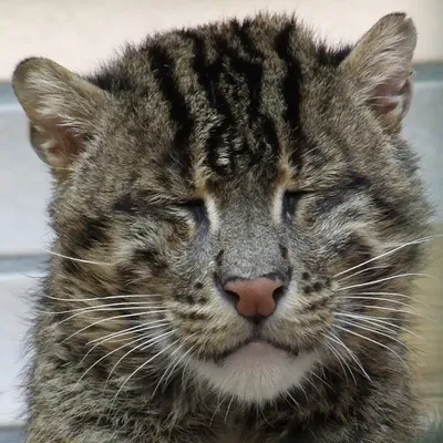 Дикие кошки: Азиатский рыбный кот (Felis viverrina) » uCrazy.ru - Источник  Хорошего Настроения