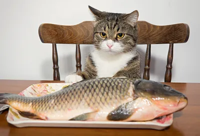 Пауч ProХвост для кошек рыба в соусе купить с доставкой в интернет-магазине  зоогастроном.ру