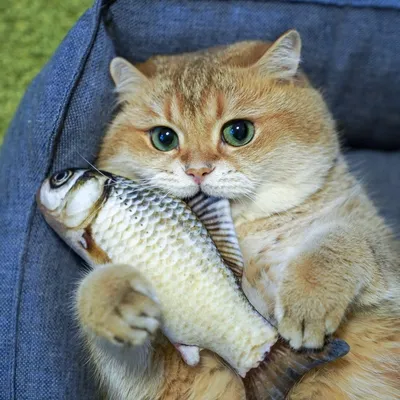 Рыбный кот - ЯПлакалъ