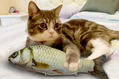 Кот и рыба картинки - 61 фото