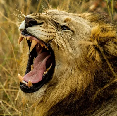 Онлайн пазл «Рычащий лев»