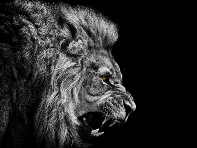 Рычащий лев - Ozero - российский фотосток