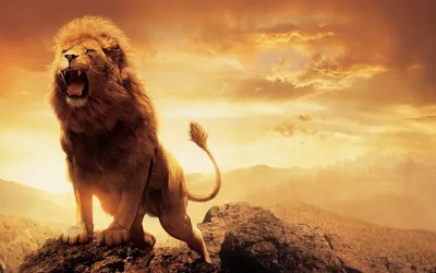 Рычащий Лев (Panthera Leo) (пленник) Фотография, картинки, изображения и  сток-фотография без роялти. Image 571537