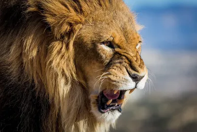 Рычащий лев на прозрачном фоне png | Премиум Фото