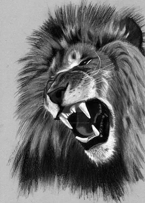 Lion Roaring Lion Roaring - How Lion Roars Video - YouTube