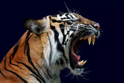 Рычащий тигр фото 