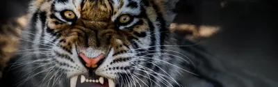 Ростовский амурский тигр Устин нежно ухаживает за новой возлюбленной Усладой