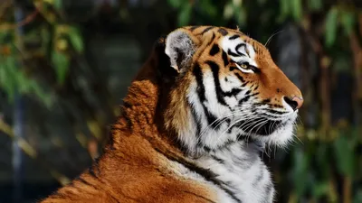 Скачать обои тигр, зверь, рычание, раздел животные в разрешении 2880x900