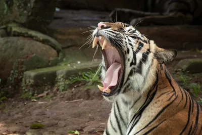 Рычащий тигр выходящий из темноты в…» — создано в Шедевруме
