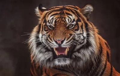Рычащий тигр крупным планом с генеративным ии с открытым ртом | Премиум Фото