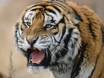 Рычащий тигр Раскраска картина по номерам на холсте Z-NA153 купить в Москве  и СПб