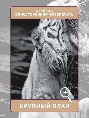 Грозно рычащий тигр на фоне алого …» — создано в Шедевруме