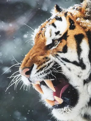Купить Фигура декоративная Рычащий тигр (рыжий) 11*5,5*7см  KSMR-716228/SGT014 по цене 421руб. с доставкой по России | Магазин Кибет