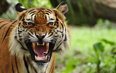 JoyArty Фотошторы \"Рычащий тигр\" сатен, 290x265
