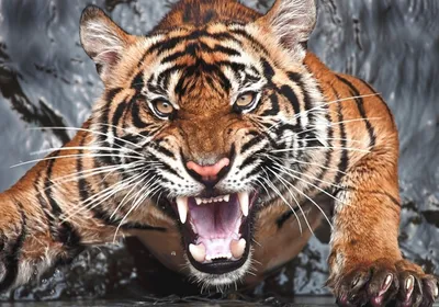 Суматранский тигр - Demiart