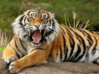 Рычащего Тигра — стоковые фотографии и другие картинки Тигр - Тигр, Рычание,  Тигровый глаз - iStock