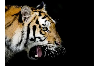 Рычащего Тигра — стоковые фотографии и другие картинки Рычание - Рычание,  Тигр, Азия - iStock
