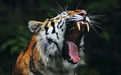 Онлайн пазл «Злой тигр»