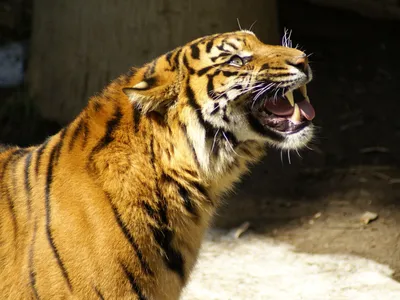Рычащий тигр фото фотографии