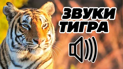 Рычащий тигр 17-4299 (id 111672948), купить в Казахстане, цена на Satu.kz