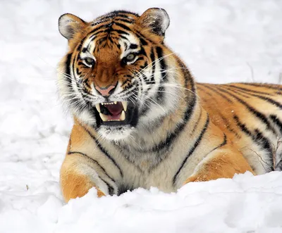 Онлайн пазл «Рычащий тигр»